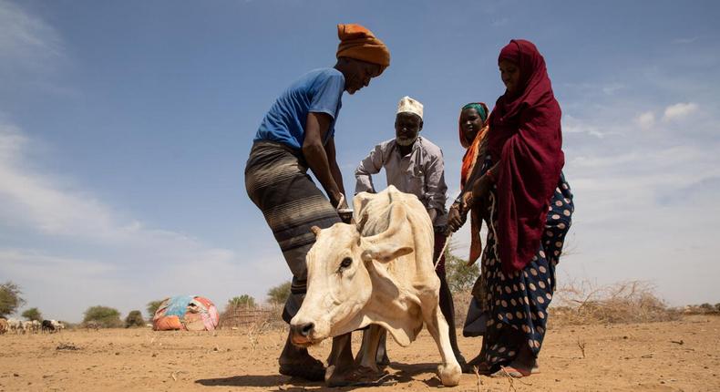 United Nations warn of impending drought in Kenya