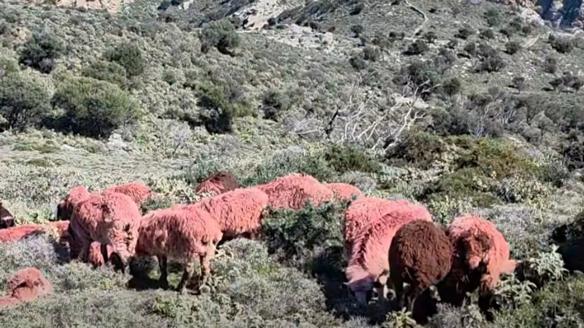 Ofarbane ovce na Kritu