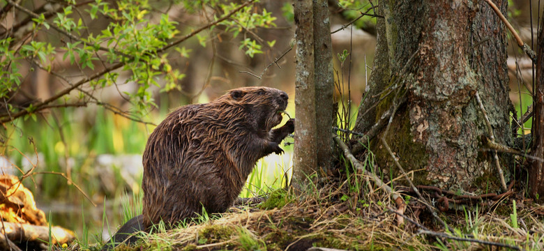 Ponad 3 mln zł za szkody wyrządzone przez bobry