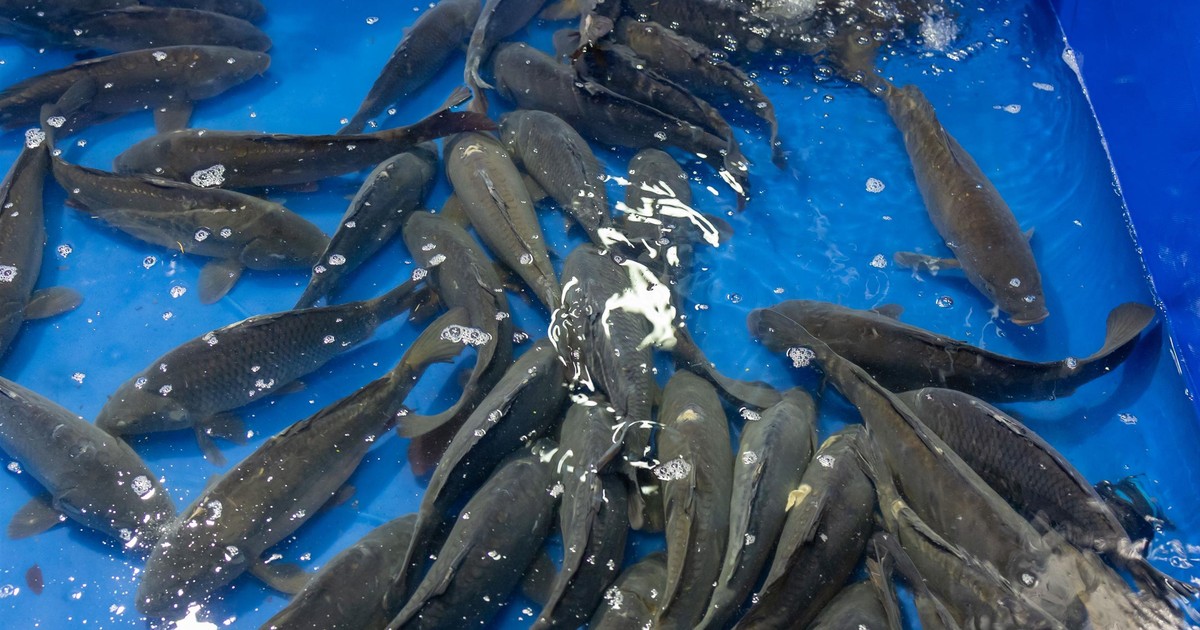 Sfilmował, jak doktorka zabija karpie. Taki finał głośnej sprawy. "Straciłem rok życia"