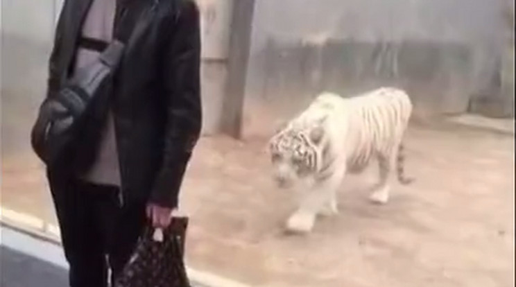 Fehér tigris akart rátámadni egy látogatóra