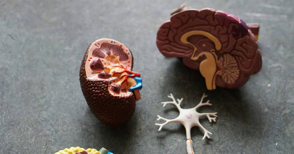 Pamiętasz cokolwiek z lekcji biologii? Ten quiz to wyzwanie dla umysłu