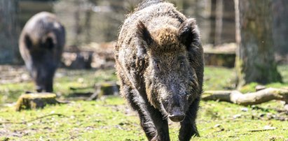 Dzik zaszedł ci drogę? Zwróć uwagę na jego ogon