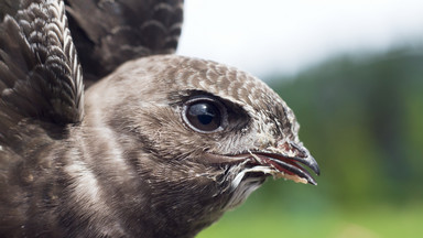 W USA zmienią nazwy ptaków, które pochodzą od badaczy rasistów