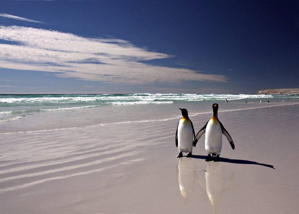 Argentyna: Falklandy