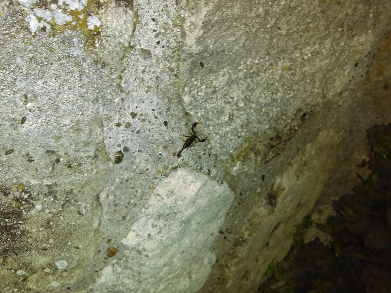 Škorpija je duga svega dva do tri centimetara