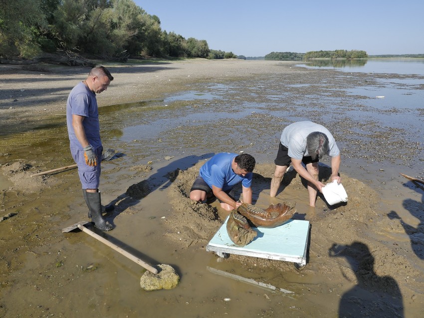Meštani pronašli ostatke mamuta u Bugarskoj nakon što se Dunav povukao