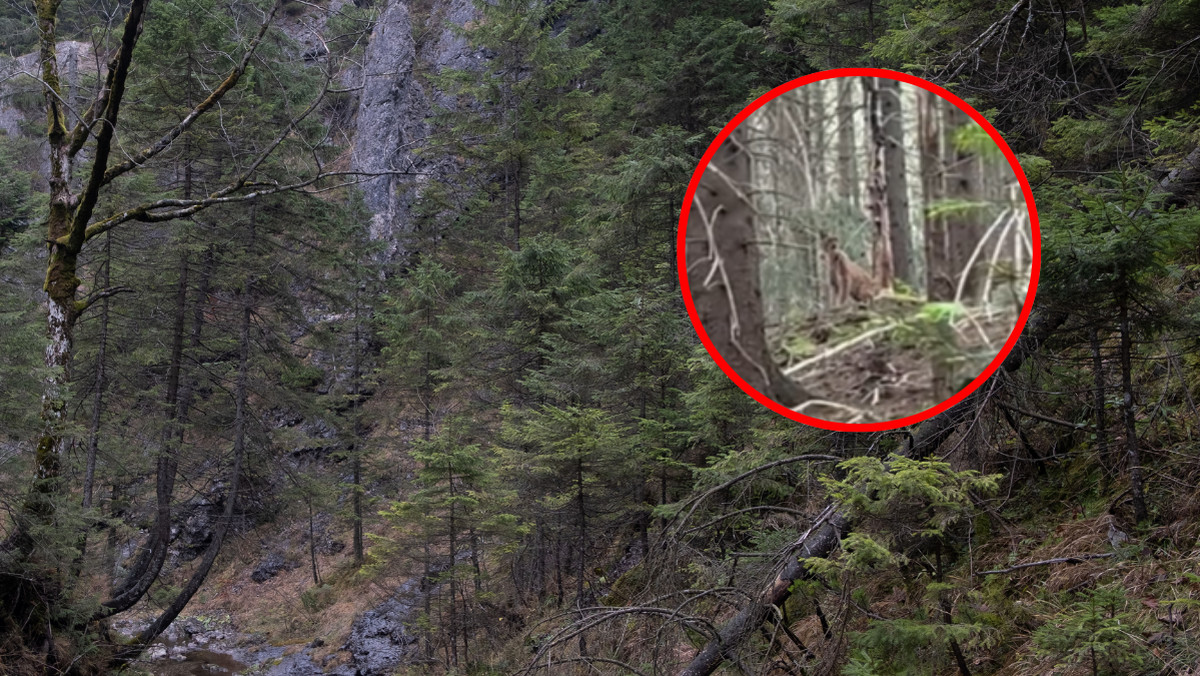 Niezwykłe spotkanie w Tatrach. To rzadkość [WIDEO]