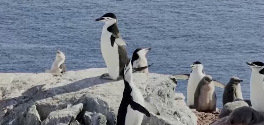 Pingvini na Antarktiku