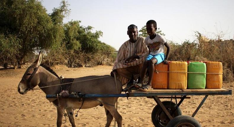 Charrette-tiree-par-un-ane-Elles-peuvent-aussi-etre-tirees-par-un-cheval-ou