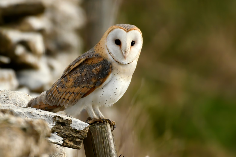 Sowa płomykówka zwyczajna (łac. Tyto alba), zdj. ilustracyjne