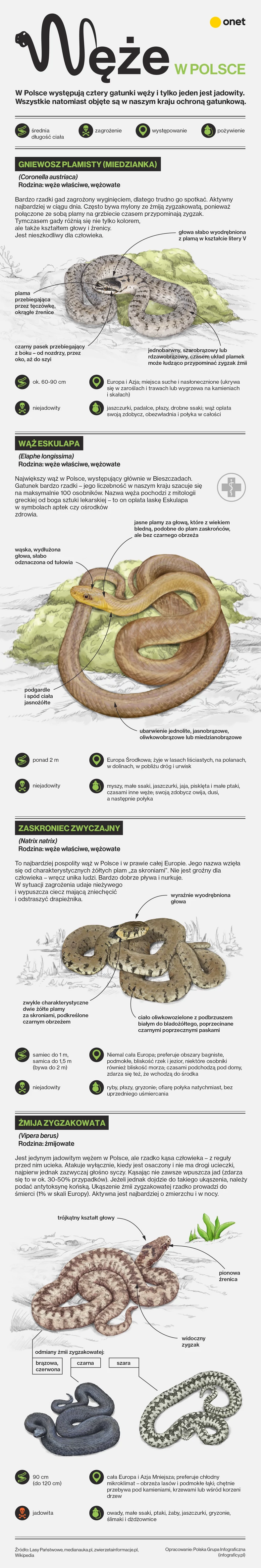 Jakie węże żyją w Polsce?