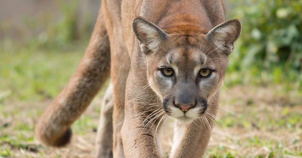 Puma w Mazowszu? Tajemniczy drapieżnik w lasach pod Ciechanowem wstrząsa gminą