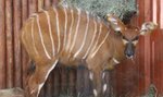 Antylopy zamieszkały w stołecznym zoo