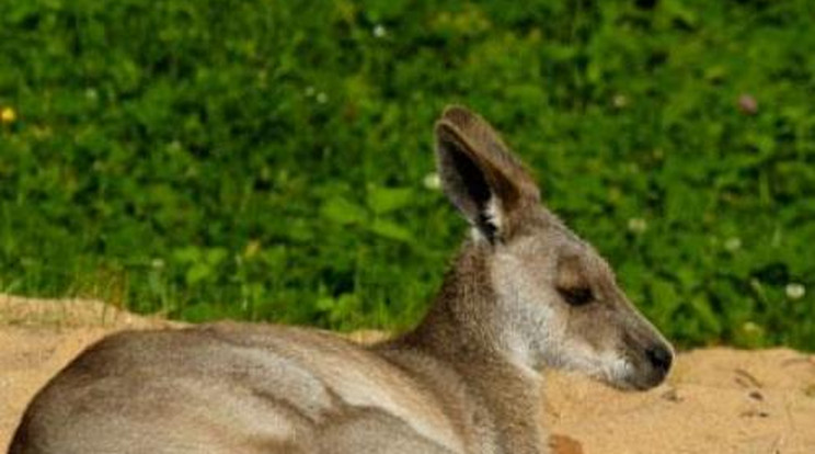 Tudtad ezt a kengururól?