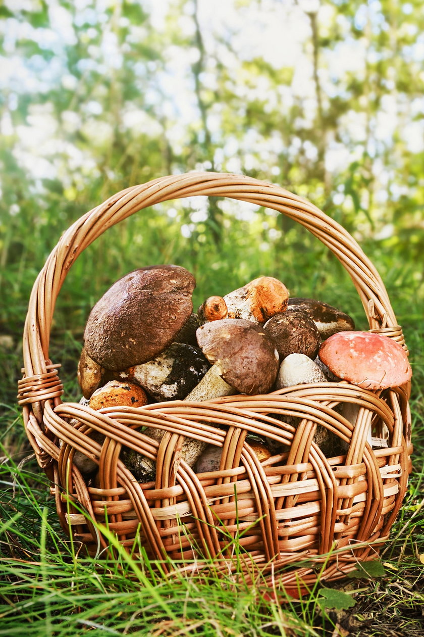 Z leśnych grzybów robi się pyszne pesto. Wystarczy dodać oliwę, pietruszkę, cebulę i czosnek.