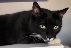 Czarny kot przynosi pecha? "Czarci pomiot" sam ma wielkiego pecha! [FOTO]