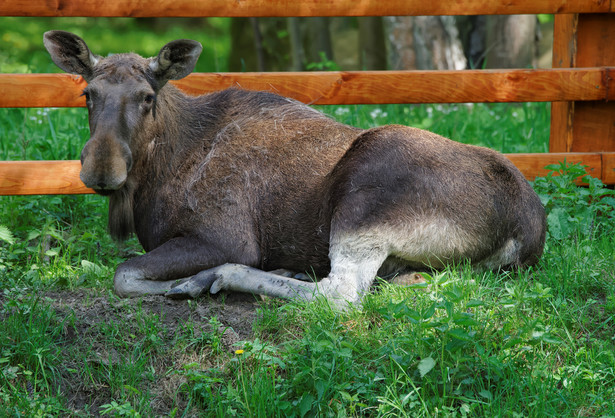 łoś Białowieża puszcza