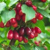 Najbolji izbor su potpuno zrele drenjine prerađene sa što manje šećera
