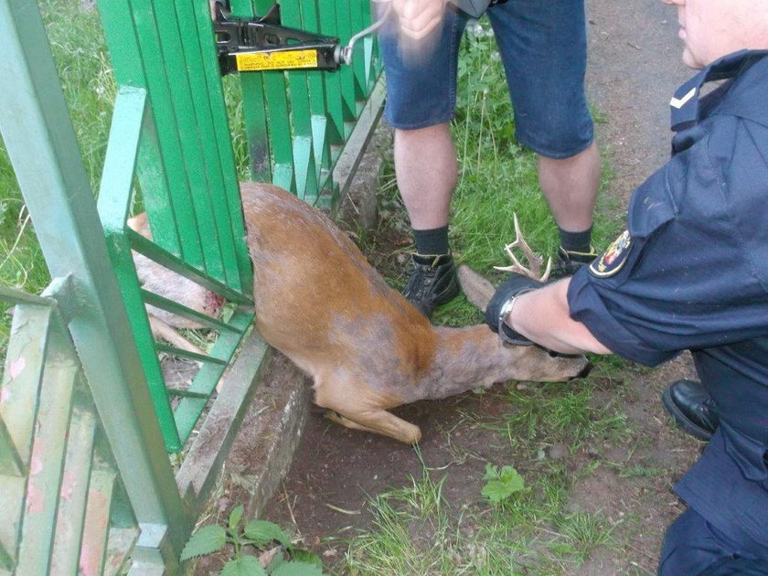 Sarna utknęła w ogrodzeniu