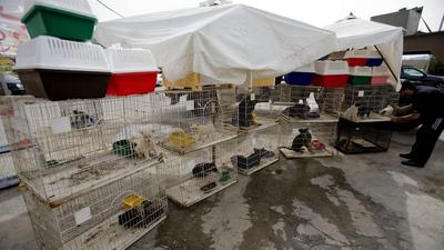 a worker attends to puppies 