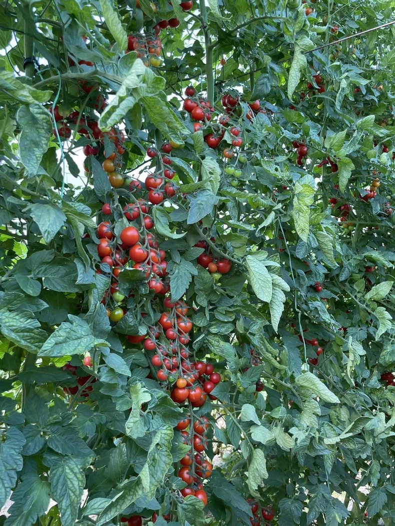 Džinovski čeri paradajz