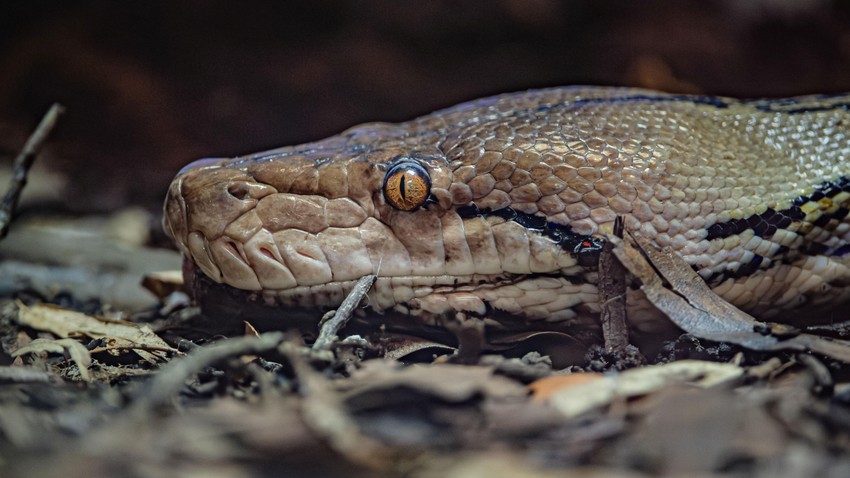 BBC | Foto: Chester Zoo