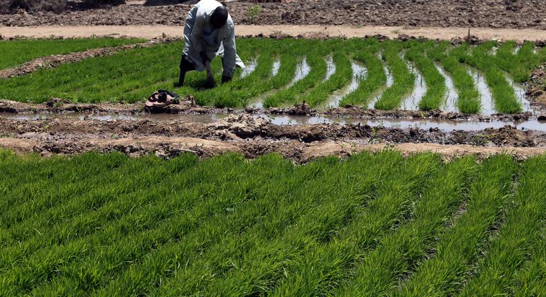 A farmer works with rice sprouts on a farm in Dabua, Bauchi, Nigeria used to illustrate the story. Picture taken March 2, 2017. REUTERS/Afolabi Sotunde