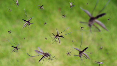 Plaga komarów na południu Francji. Ekolodzy ostrzegają przed opryskami