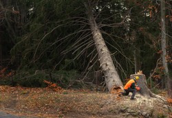 Bracia pracowali w lesie, na jednego spadło drzewo. Wszczęto śledztwo