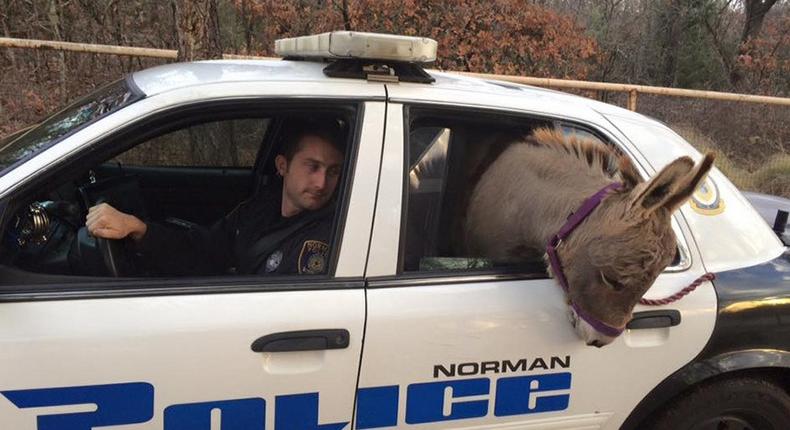 Police arrest Donkey for escaping his enclosure