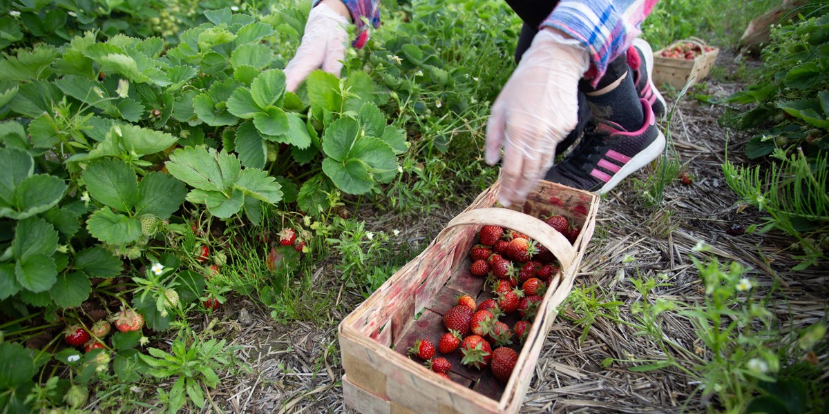 Sezon truskawkowy w tym roku już się zakończył. Plantatorzy i eksperci otwarcie mówią o tym, że był wyjątkowy słaby