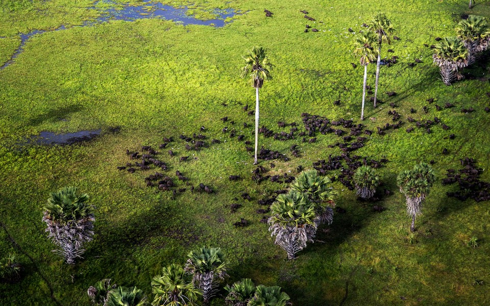 Lush verdant green of Amu Ranch, also patrolled by the DSWT's aerial surveillance