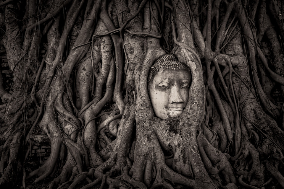 Finalista Mathew Browne - Świątynia Wat Mahathat w Ayutthaya, Tajlandia 