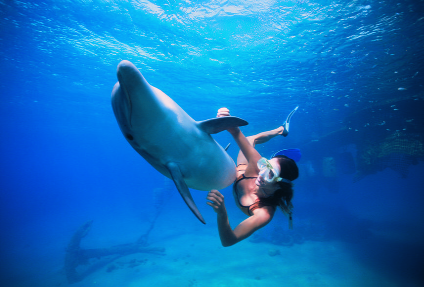 Ejlat w Izraelu – Dolphin Reef to ośrodek, w którym można popływać z delfinami lub podziwiać je przez cały dzień z pomostu.
