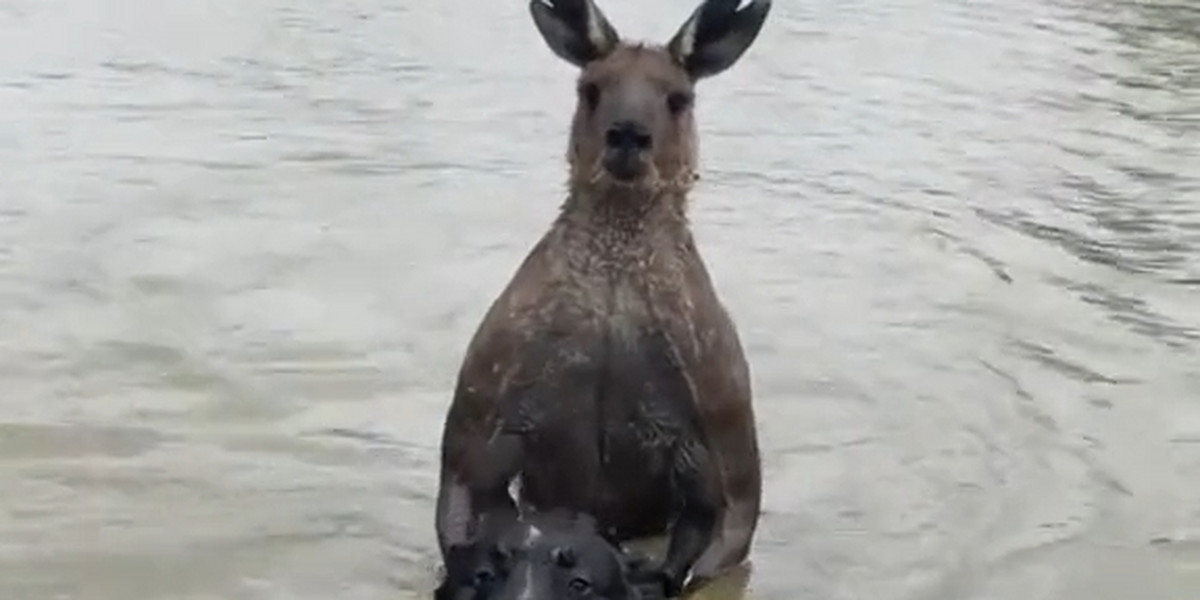 Australia. Kangur próbował utopić psa. Wtedy do akcji wkroczył jego właściciel.