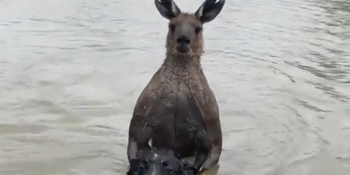 Australia. Kangur próbował utopić psa. Wtedy do akcji wkroczył jego właściciel.