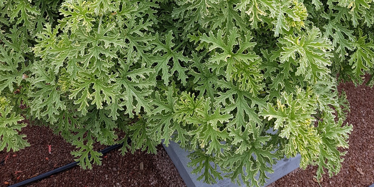 Geranium na katar i ból ucha. Jakie ma właściwości? Dzięki olejkom eterycznym geranium pomaga odtykać nos, można z niego przyrządzać uspokajającą herbatkę i kompres na reumatyzm. Zobacz też inne sposoby na wykorzystanie tej nieco zapomnianej rośliny. 