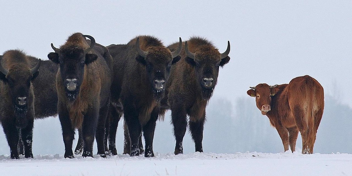 Krowa na gigancie zagraża żubrom