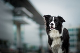 Psy i koty chorują jak ludzie. Schorzenia cywilizacyjne dotykają zwierzęta towarzyszące