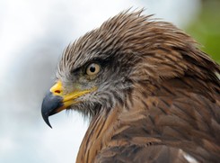 Polowali na dzikie ptaki. Za odstrzał ponad 3,5 tysiąca zwierząt grozi im więzienie