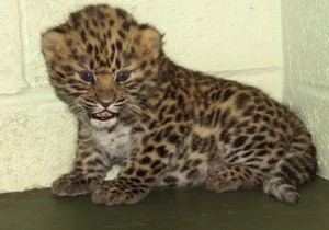 Mladunče leoparda - Ilustracija