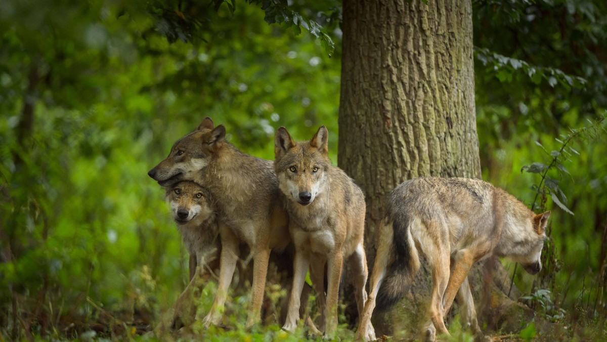 European Gray Wolf Group of Wolves