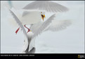 The best of Wielki Konkurs Fotograficzny National Geographic