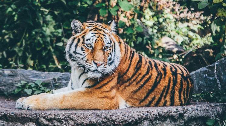 Ritka maláj tigrist lőttek le egy amerikai állatkertben / Illusztráció: Pixabay