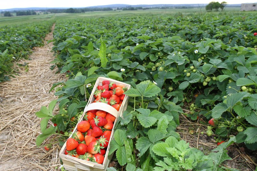 Ile można zarobić, zbierając truskawki? Zdziwisz się!