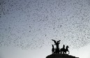 ITALY-ROME-BIRDS-STARLINGS