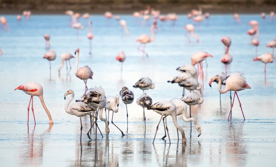 Flamingi na słonym jeziorze w Larnace