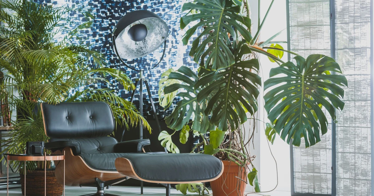 Czy Monstera oczyszcza powietrze? Te zalety sprawią, iż zapragniesz mieć ją w domu. Galeria zdjęć