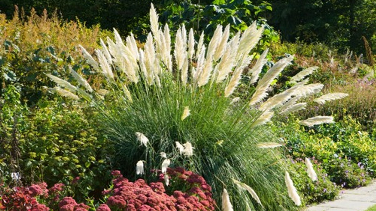 Pampas trava